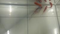 Fish keypoint project thumbnail