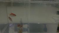 Fish detection project thumbnail