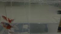Find Fish detection project thumbnail