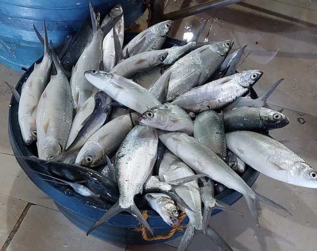 fish-pYTORCH Object Detection Model by daniel