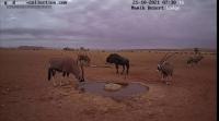 Namibia-Animal project thumbnail