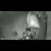 yolov8n_wastebag project thumbnail