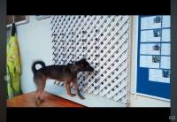 Stray_Pet_Dog_Detection project thumbnail