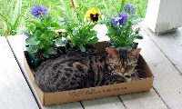 Cat project thumbnail