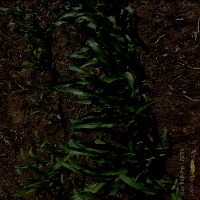 New corn project thumbnail