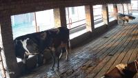 Cow_Activities project thumbnail