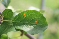 plant detection demo project thumbnail