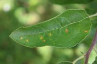 plant detection project thumbnail