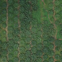 oil palm project thumbnail