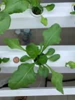 spinach-leaf project thumbnail