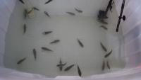 FIsh project thumbnail