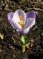 Plant Classification project thumbnail