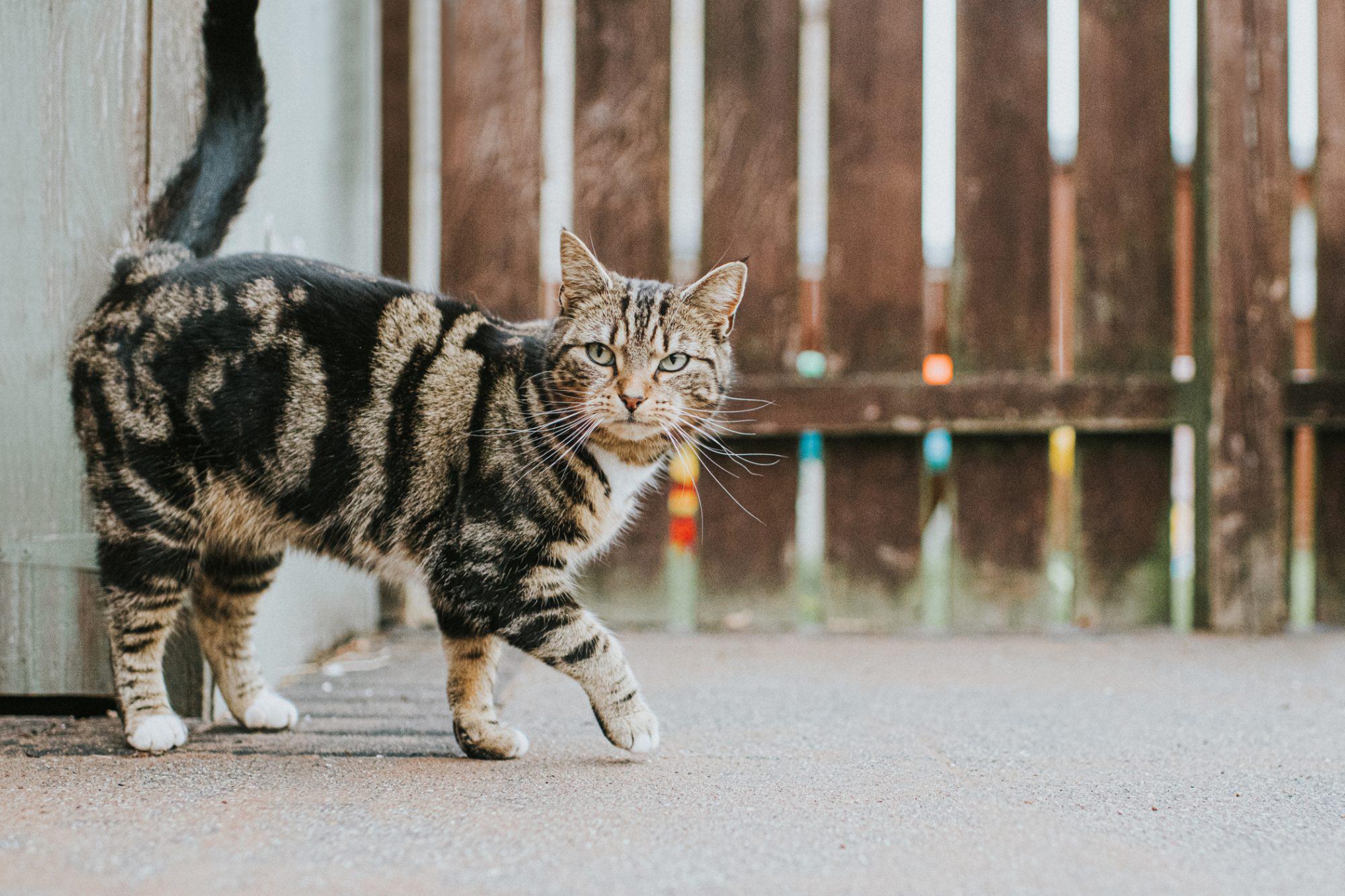 cats&dogs class Classification Model by Aitr