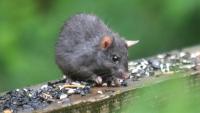 Deteksi tikus project thumbnail