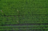 0723_tillers project thumbnail