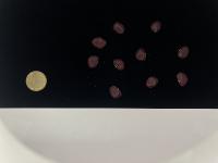 Lima Beans Seed Type Classification and Size Measurement Dataset project thumbnail