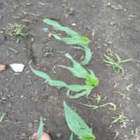 MAIZE DATASET project thumbnail