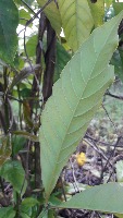 Coffee Leaf Rust Classifier project thumbnail