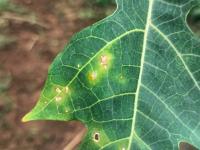 Anthracnose project thumbnail