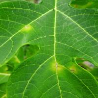 Anthracnose project thumbnail