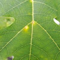 Anthracnose 2 project thumbnail