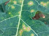 Anthracnose_last project thumbnail