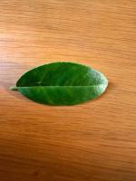 lemon_tree_disease_detect project thumbnail