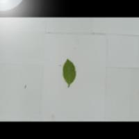 withered tea leaf detector project thumbnail
