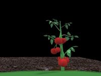 TomatoBushes project thumbnail