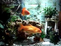 GoldFish project thumbnail