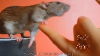 KitchenHygiene project thumbnail