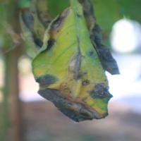 Leaf project thumbnail