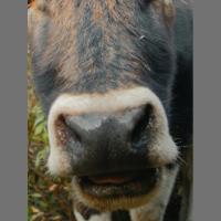 Muzzle project thumbnail