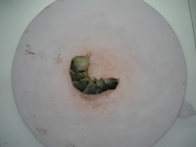 Shrimp segment Instance Segmentation Dataset by waste bottle