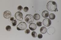 embryo new data project thumbnail