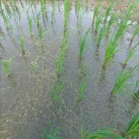 Rice_data project thumbnail
