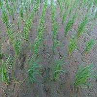 rice-weed-instance-seg project thumbnail