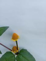 rice-weed-bd-species project thumbnail