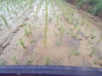 rice-weed-seg project thumbnail