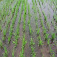 rice-weed-instance-seg project thumbnail