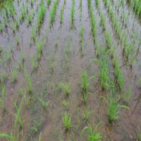 RICE project thumbnail