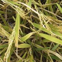 Rice Classification project thumbnail