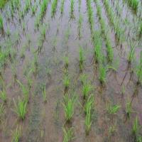 rice_detection_for_export project thumbnail