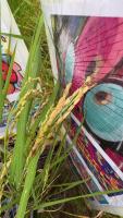 rice-plant-raw project thumbnail