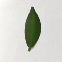 leaf disease project thumbnail