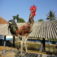Deteksi GAMBAR project thumbnail