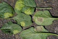Bok Choy, Lettuce, Spinach: Diseased project thumbnail