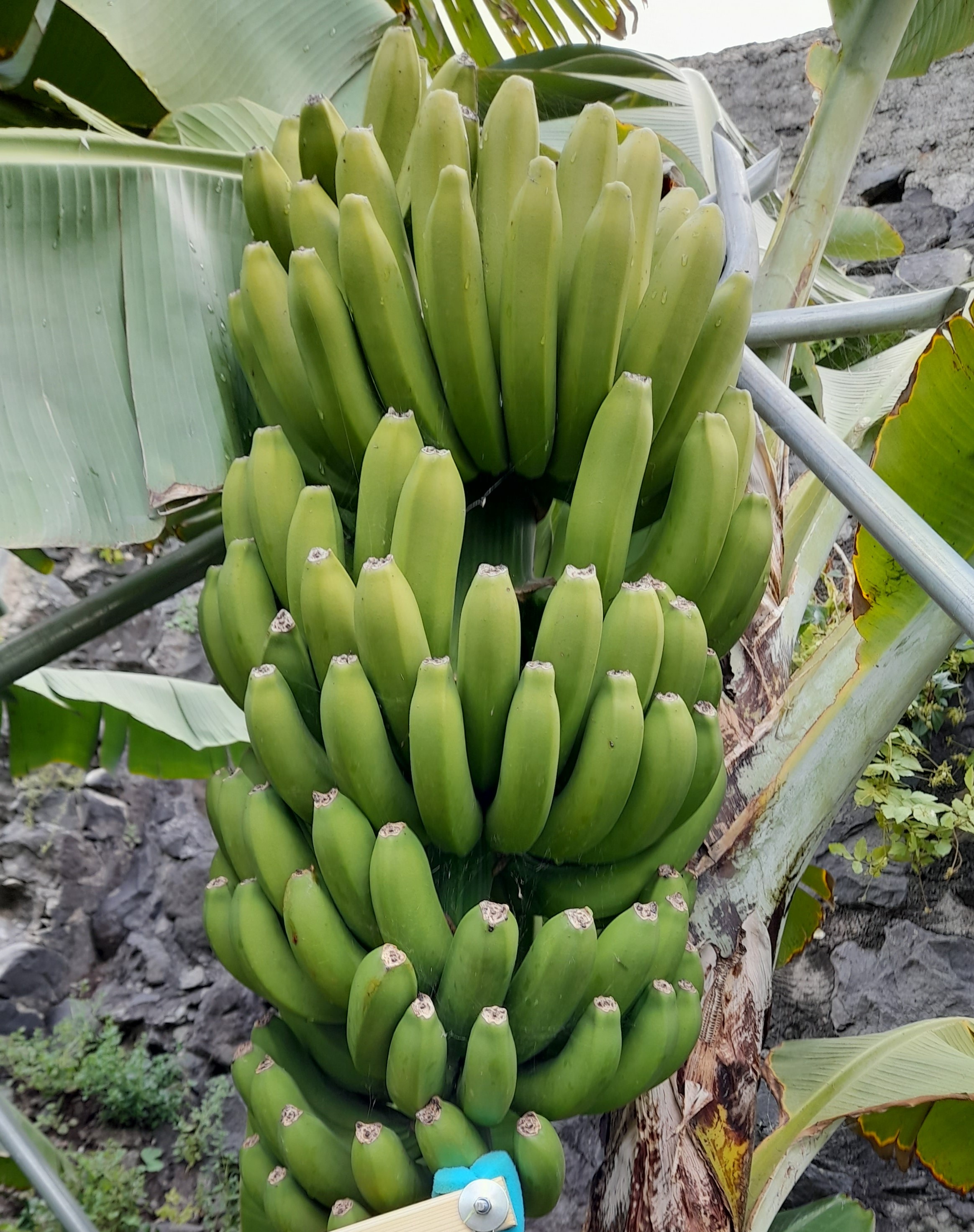 Url Segment Names Banana Harvesting Instance Segmentation Dataset by angelo-larugal
