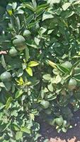 Green Mandarin project thumbnail