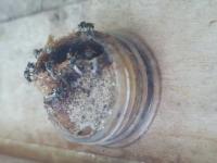stingless-bee-detection project thumbnail